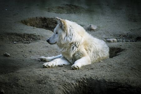 Savage, white wolf resting in the sun beautiful coatの写真素材