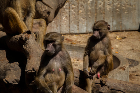 Baboon (Papio hamadryas ursinus)の写真素材
