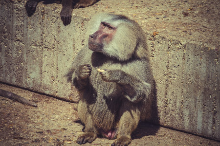 Baboon (Papio hamadryas ursinus), male