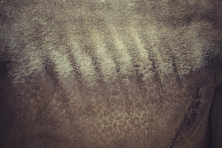 White rhino (Ceratotherium simum)の写真素材