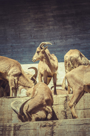 Spanish ibex