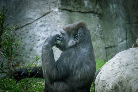 Mammal, huge and powerful gorilla, natural environment