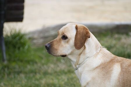 A Brown labrador in a grass fieldの写真素材