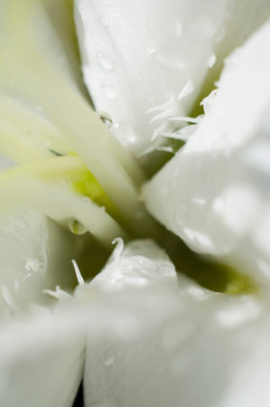 flowers and daisies with large petals and vivid colors, spring imageの写真素材