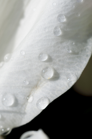 detail of daisy with raindrops on the petals, flower field in spring with cloudy sky backgroundの写真素材