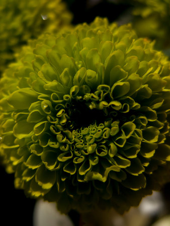 flowers and daisies with large petals and vivid colors, spring image