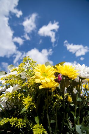 field of flowers in spring with cloudy sky backgroundの写真素材