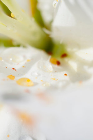 detail of daisy with raindrops on the petals, flower field in spring with cloudy sky backgroundの写真素材