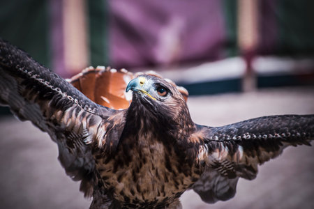 rapax, exhibition of birds of prey in a medieval fair, detail of beautiful imperial eagle in Spain