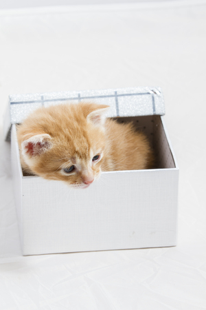 small kitten stuck in a gift box, cuddly animal sweet faceの写真素材