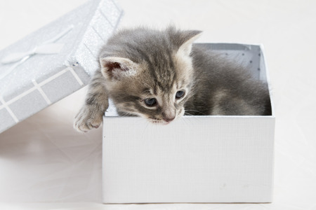 small kitten stuck in a gift box, cuddly animal sweet faceの写真素材