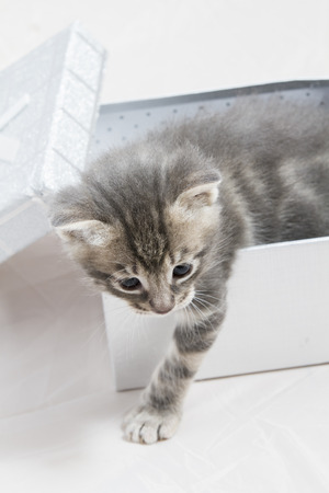 small kitten stuck in a gift box, cuddly animal sweet faceの写真素材