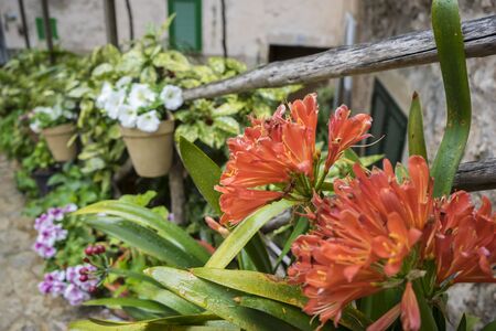 flowerpots street in the tourist island of Mallorca, Valdemosa city in Spainの写真素材