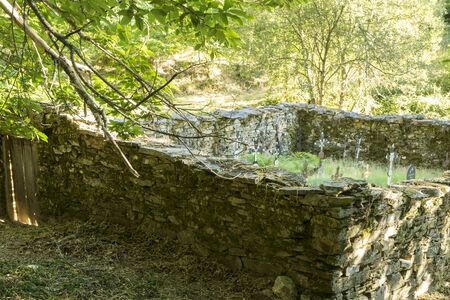 old and ancient chestnut forest in the province of Zamora, Spain. Trees over 500 yearsの写真素材