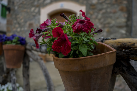 Pots hanging on the wall with flowers in the city of Valldemosa in the Balearic Islands Spainの写真素材