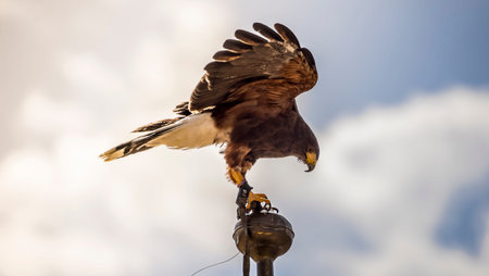 Freedom, falcon climbed to the tip of a belfry in spain, is ready to jump to fly and hunt its prey