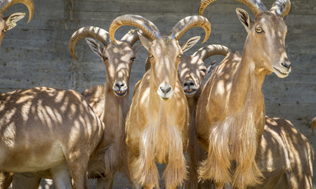 Ibex, group of mountain goats, Family mammals with large hornsの写真素材
