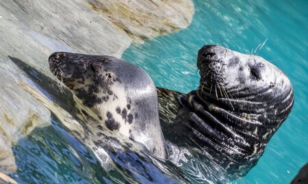 Swimming, seal resting in the sun in the waterの写真素材