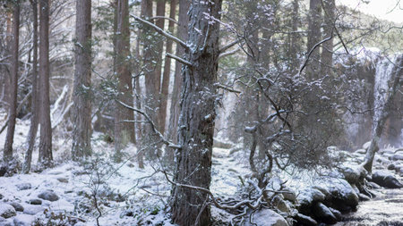 Snowy landscape with river and waterfall in the background. frozen treesの写真素材