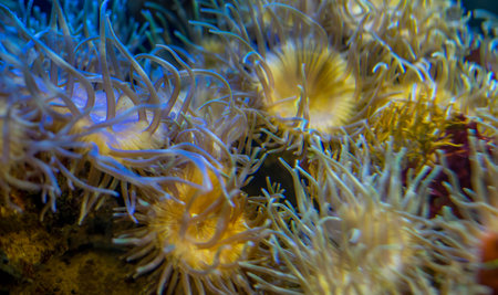 reefs, clownfish in coral bank in the sea