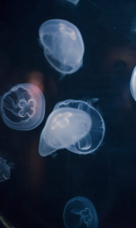 Small jellyfishes illuminated with blue light swimming in aquarium.