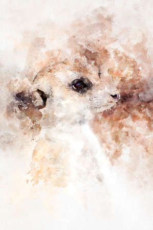 watercolor, Picture of a suricatta. Nice face and skin.の写真素材