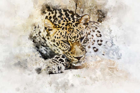 watercolor, Powerful leopard resting, wildlife mammal with spot skinの写真素材