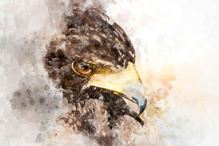 Watercolor, American Eagle mousetrapの写真素材