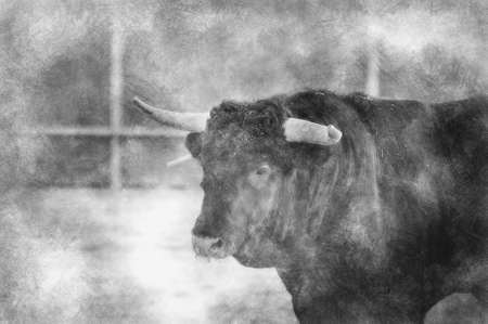 Fighting bull picture from Spain. Black bull black and white drawingの写真素材