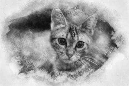 street cat adopted by a family, kitten about 3 months old black and white drawingの写真素材