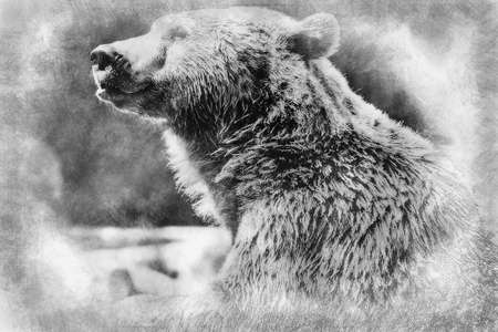 Predator, beautiful and furry brown bear, mammal black and white drawingの写真素材