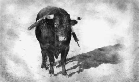 Spanish bull. Bullfight. Animal of great strength and nobility black and white drawingの写真素材