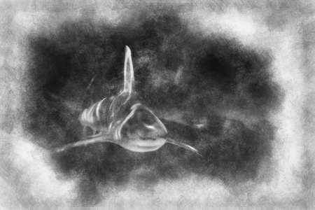 A white shark swimming along underwater black and white drawingの写真素材