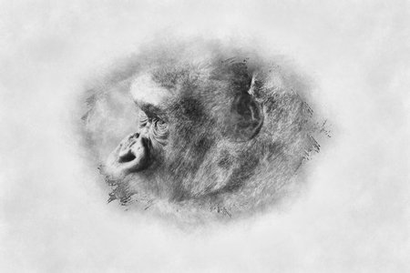 Head Mother, huge and powerful gorilla, natural environment, huge gorilla eating plants quietly black and white drawingの写真素材