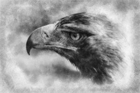 eagle brown plumage and pointed beak black and white drawingの写真素材