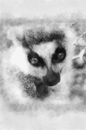 Picture of a nice lemur with beautiful eyes and skin. black and white drawingの写真素材