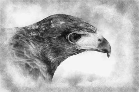 eagle brown plumage and pointed beak black and white drawingの写真素材