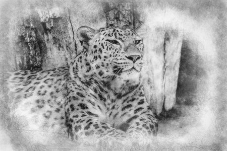 Wild, Powerful leopard resting, wildlife mammal with spot skin black and white drawingの写真素材