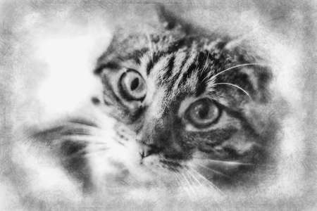 kitten, young common cat with soft skin black and white drawingの写真素材