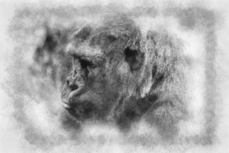 huge and powerful gorilla, natural environment black and white drawing