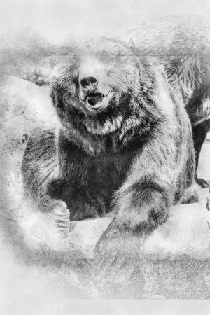 killer, Spanish powerful brown bear, huge and strong wild animal black and white drawingの写真素材
