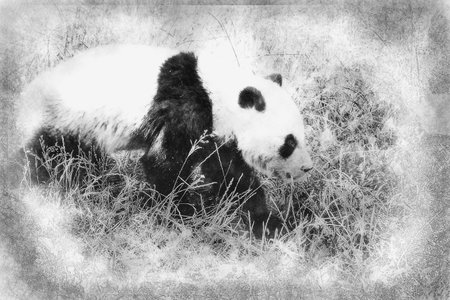 Beautiful breeding panda bear playing in a tree black and white drawingの写真素材