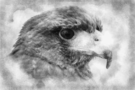 The power of nature. Royal Eagle's head. black and white drawingの写真素材