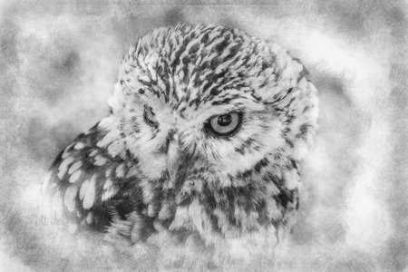 prey, cute little owl, gray and yellow beak and white feathers black and white drawingの写真素材