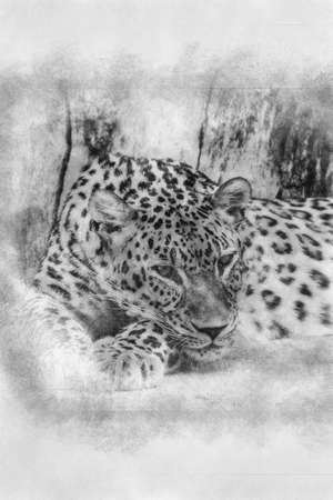 beautiful and powerful leopard resting in the sun black and white drawingの写真素材