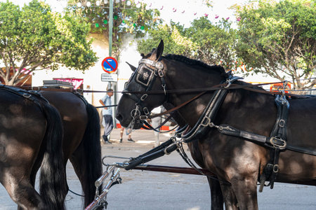 Celebrating Spanish culture, traditional horse dance in Malaga's iconic summer fair, showcasing...