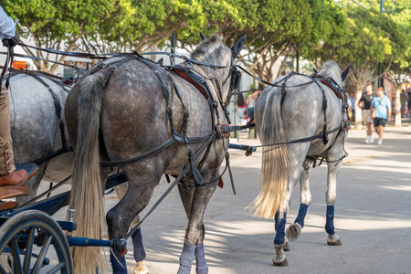 Celebrating Spanish culture, traditional horse dance in Malaga's iconic summer fair, showcasing equestrian excellence in the heart of Andalusia.の写真素材