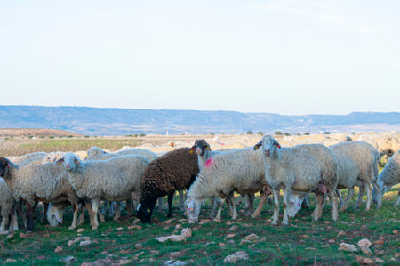 Flock of white sheep grazing under the warm Spanish sun. Rolling hills, olive trees in distance, essence of rural Spain.の写真素材