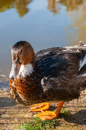 Elegant Duck Gliding on Shimmering Waters: A Serene River Scene Capturing the Essence of Nature's Harmonyの写真素材