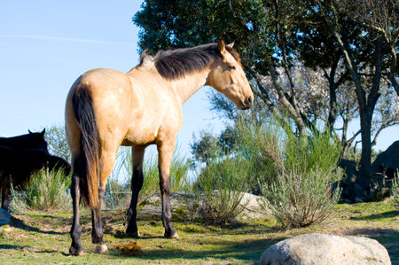Horse Portrait on the Hill: A Stunning Image of Equine Majestyの写真素材